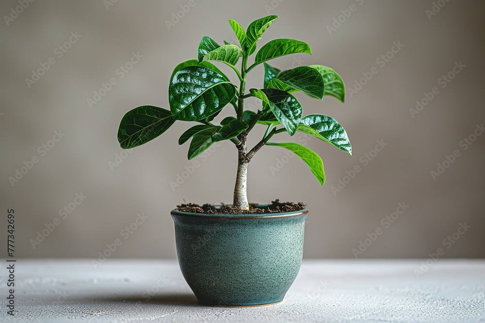 Fototapeta premium A small potted ginseng tree stands on the white table