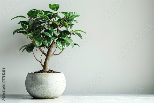 A small potted ginseng tree stands on the white table