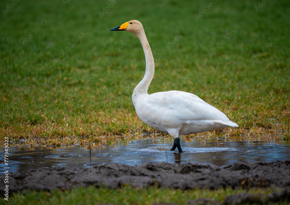 Cygnus cygnus with the common name Whooper Swan standing in a puddle in a crop field. Cygnus cygnus with the common name Whooper Swan standing in a puddle in a crop field.