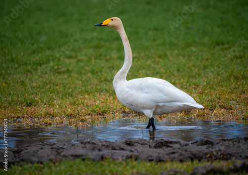Cygnus cygnus with the common name Whooper Swan standing in a puddle in a crop field. 