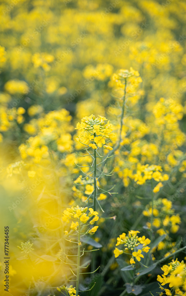 春の菜の花