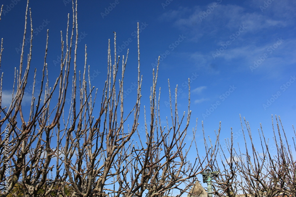 Fototapeta premium reed against blue sky