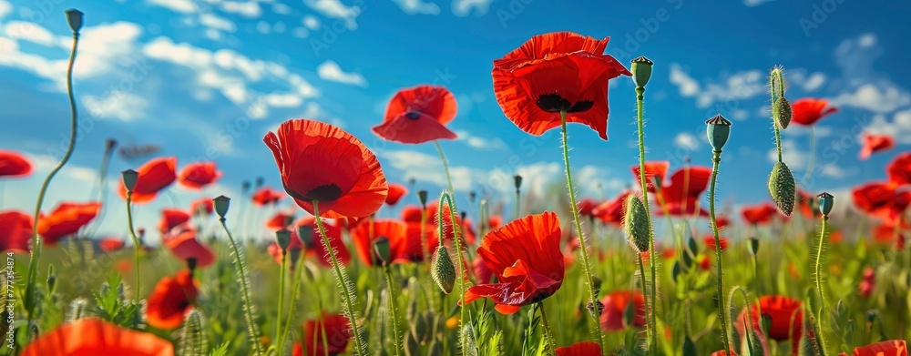 Obraz premium Beautiful poppy field in spring on blue sky background