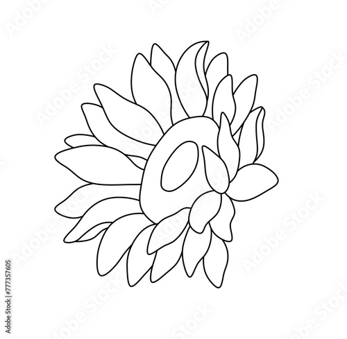 Fototapeta Naklejka Na Ścianę i Meble -  Vector isolated one single sunflower flower blossom  colorless black and white contour line easy drawing