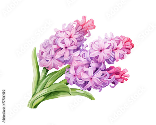 Hyacinth flowers remove background   flowers  watercolor  isolated white background