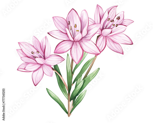 Ixia flowers remove background , flowers, watercolor, isolated white background