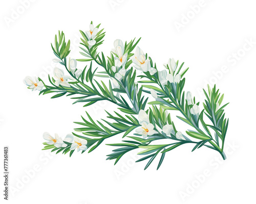 Juniper flowers remove background , flowers, watercolor, isolated white background