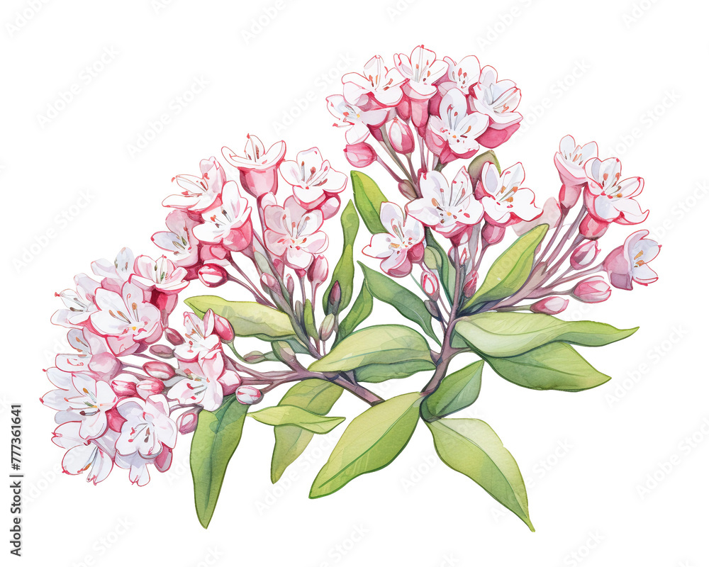 Kalmia flowers remove background , flowers, watercolor, isolated white background