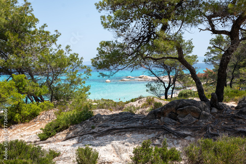 Trees in front of a beach in the mediterranean sea