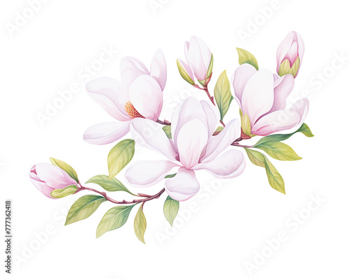 Magnolias flowers remove background   flowers  watercolor  isolated white background