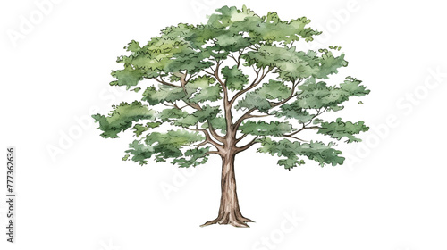 Mulberry Tree remove background tree, watercolor, isolated white background