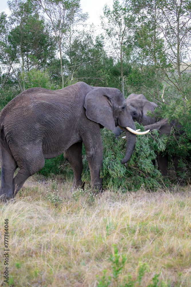 Fototapeta premium Large Elephant Standing on Top of Grass Covered Field