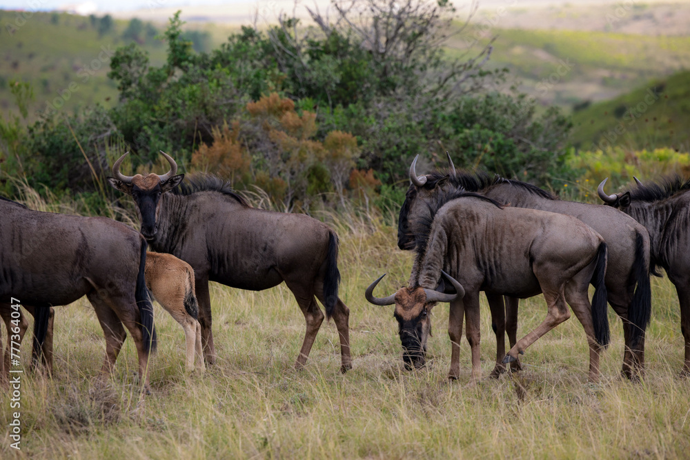 Herd of Wild Animals Standing on Dry Grass Field Herd of Wild Animals Standing on Dry Grass Field