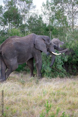 Large Elephant Standing on Top of Grass Covered Field