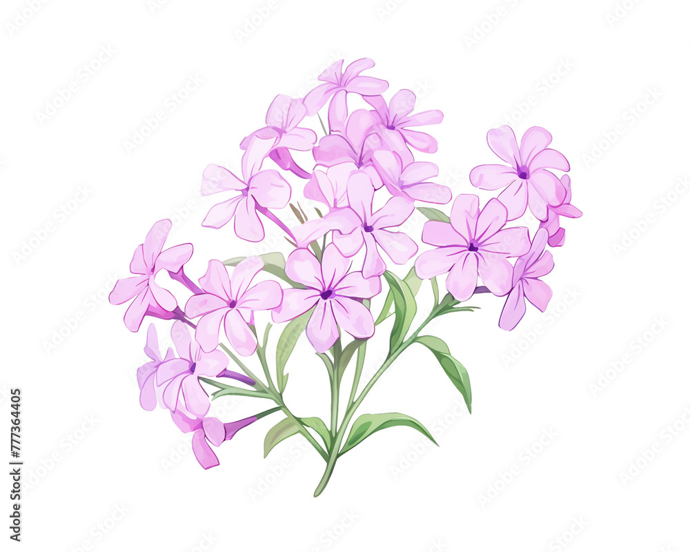 Phlox flowers remove background , flowers, watercolor, isolated white background Phlox flowers remove background , flowers, watercolor, isolated white background