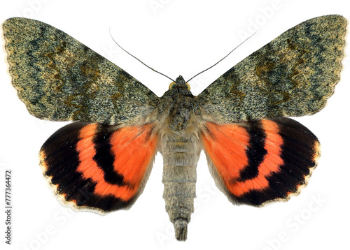 Red butterfly moth isolated on a transparent background. Catocala elocata, noctuidae. Collection butterflies, insect, design element. photo