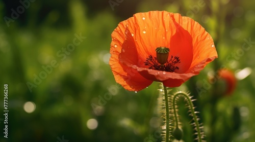 poppy flower - common poppy - Papaver rhoeas photo