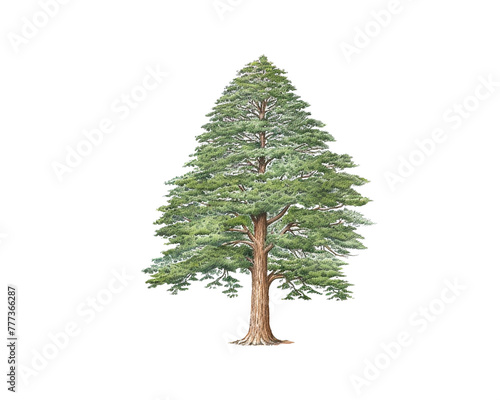 Sequoia Tree remove background tree, watercolor, isolated white background