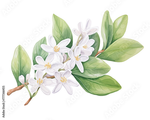 Stephanotis flowers remove background , flowers, watercolor, isolated white background