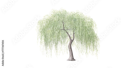 Willow Tree remove background tree, watercolor, isolated white background