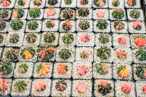 A row of cacti with different colors and sizes. The cacti are in small containers and are arranged in a neat row