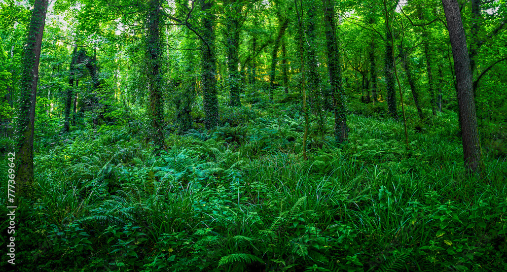Obraz premium Glenarm Forest