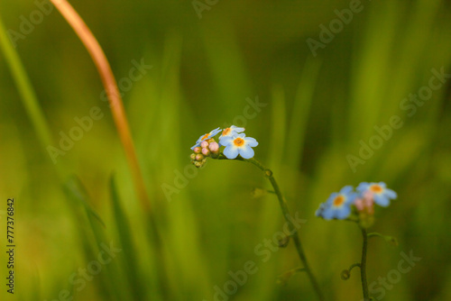 Water Forget-Me-Not, small blue flowers with yellow centres. Myosotis scorpioides.
