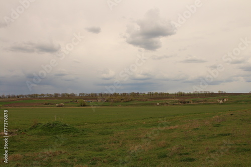 A field with cows in it