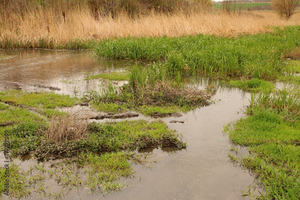 A muddy stream with grass and weeds