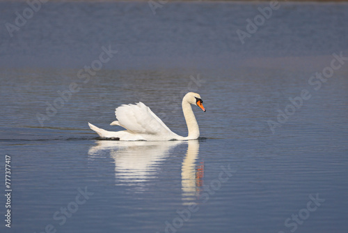 swan swimming on the marsh wetlands, beauitiful mute swan gracefully gliding across the water in the sun displaying feathers with its reflection in the water