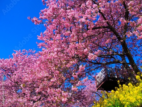 Fotografija まつだ桜まつり