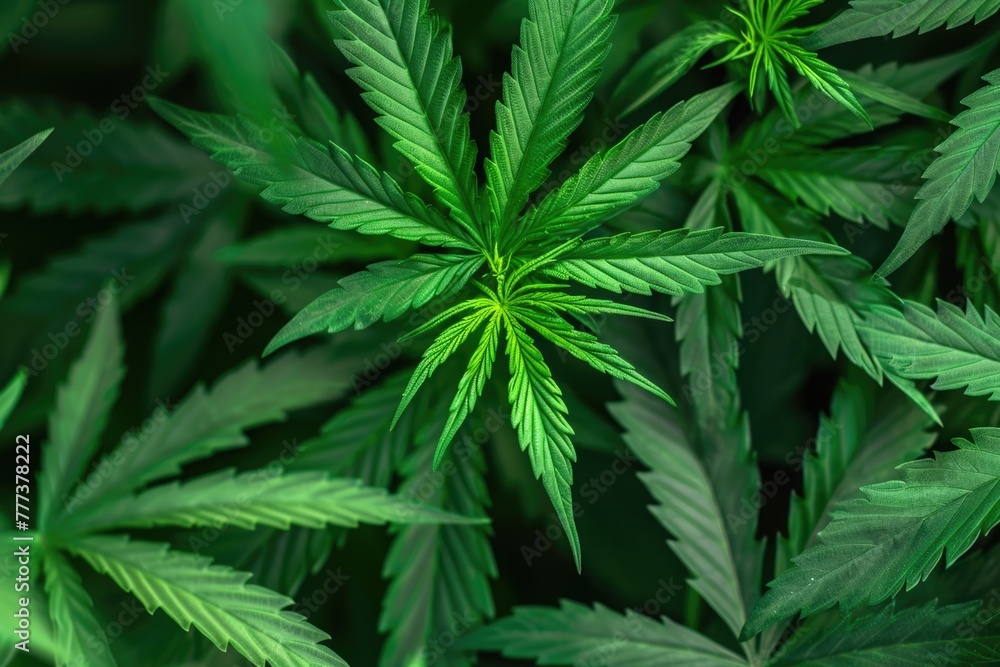 Raw flower plant herbal medicnie canabis leaves green marijuana background Raw flower plant herbal medicnie canabis leaves green marijuana background