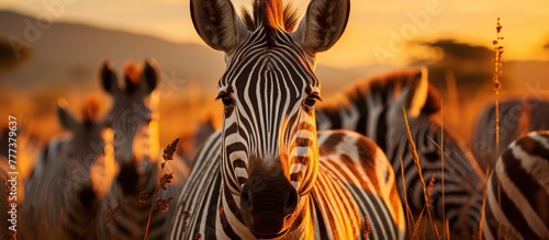 Zebra herd on safari in the grassland at sunset photo