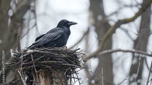close-up shot of a crow resting peacefully in a nest on top of a tree captured in a nature setting showcasing the peaceful resting of the bird

