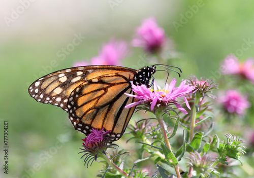 Monarch Butterfly feeding on Flower with Colorful Blurred Background in Indianapolis, IN, USA