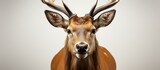 portrait of stag on white background, copy space