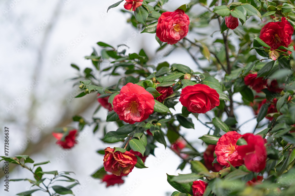 Floral background, red camellia blossom Floral background, red camellia blossom