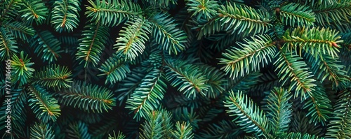 Closeup of green Christmas tree branches texture background. Flat lay, top view