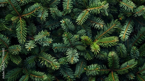 Closeup of green Christmas tree branches texture background. Flat lay  top view