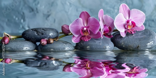 pink orchid flowers and grey stones on a water background. spa concept.