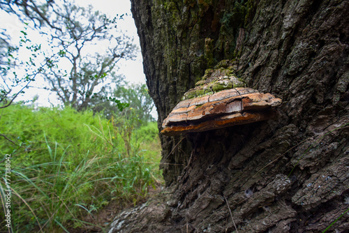 Orange fungus on the trunk of a tree, La Pampa Province, Patagonia, Argentina.