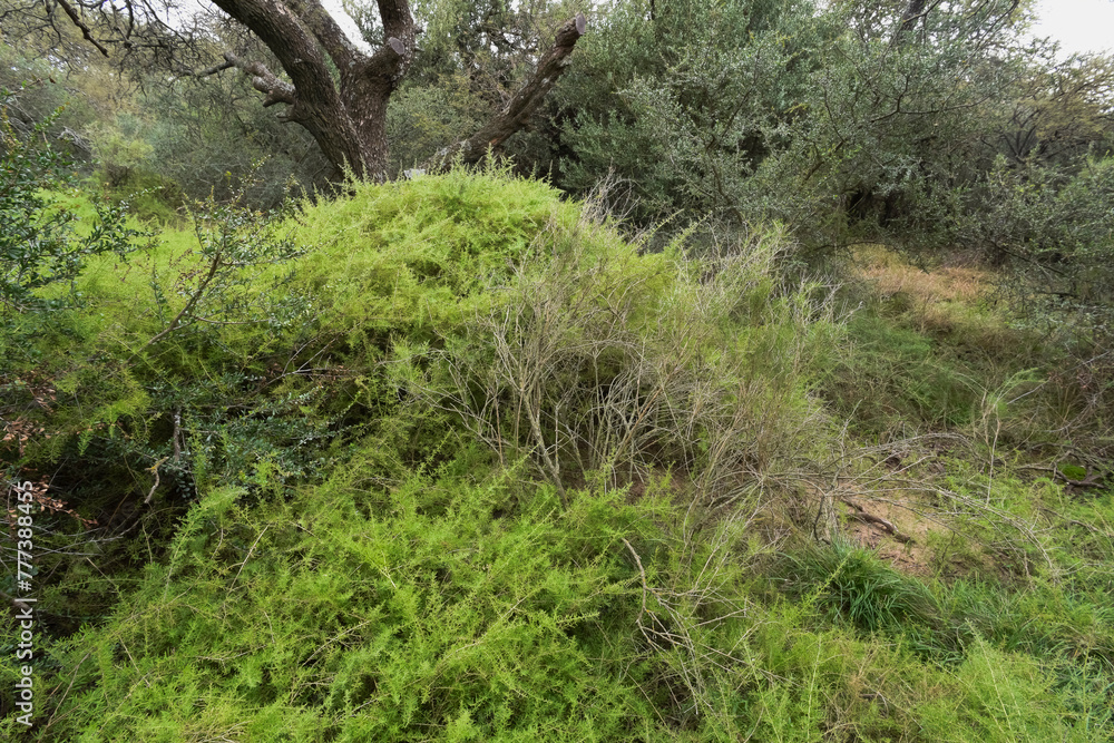 Calden forest landscape, Geoffraea decorticans plants, La Pampa province, Patagonia, Argentina. Calden forest landscape, Geoffraea decorticans plants, La Pampa province, Patagonia, Argentina.