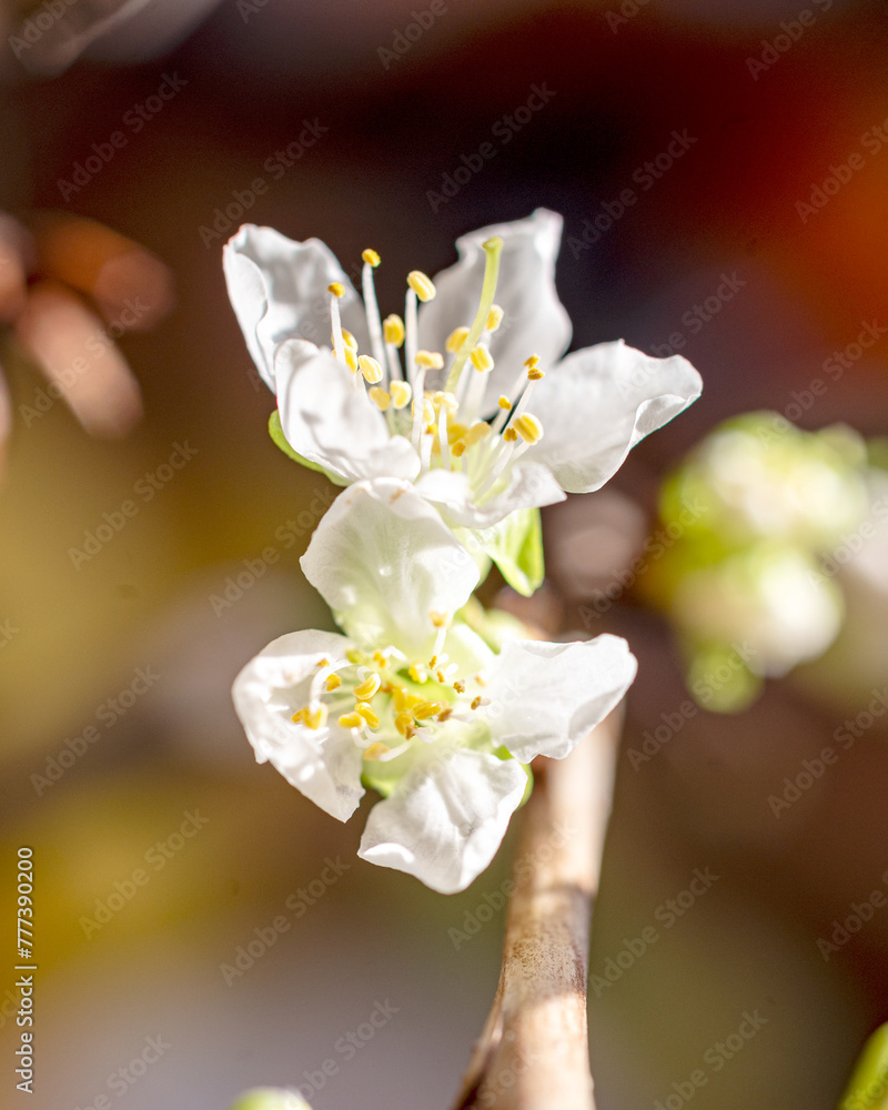 cherry blossom close-up, macro photography, white flowers cherry blossom close-up, macro photography, white flowers