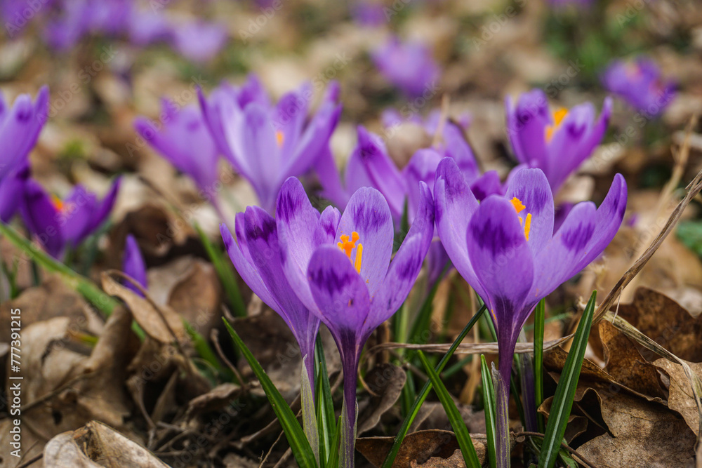 spring crocus flowers