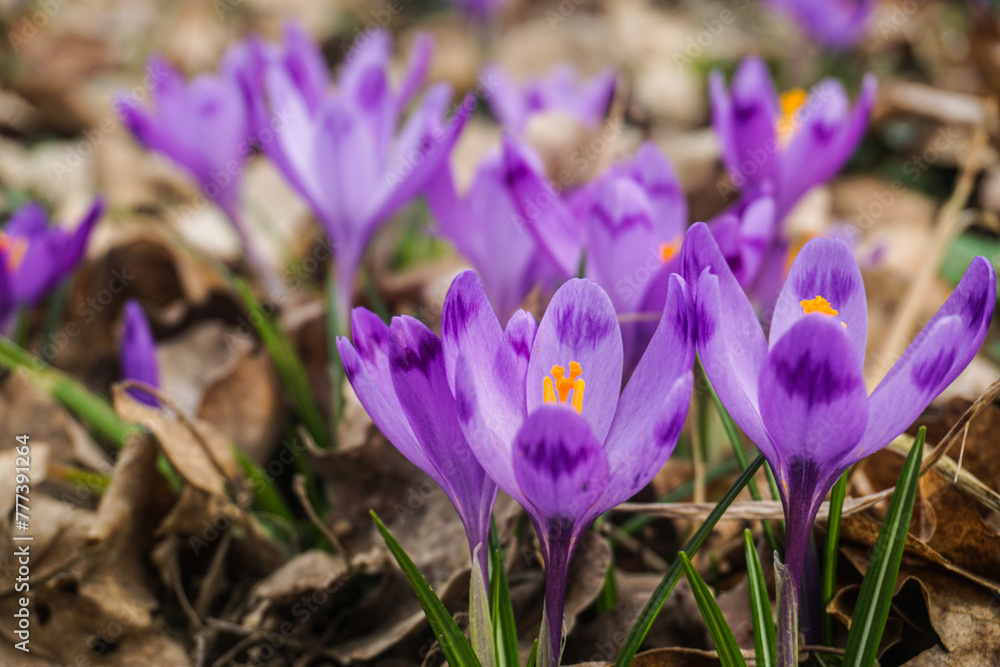 spring crocus flowers
