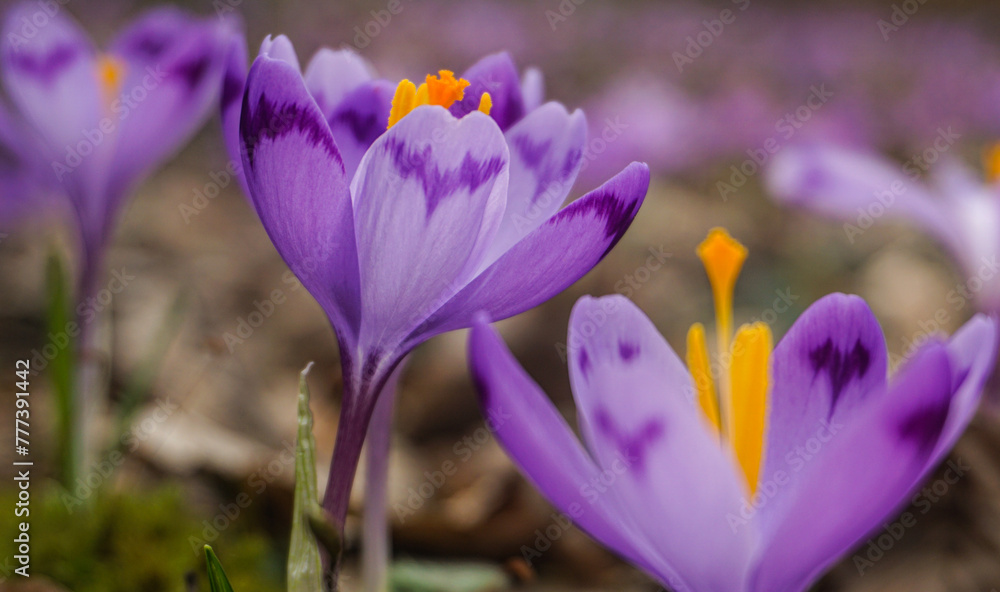 purple crocus flowers