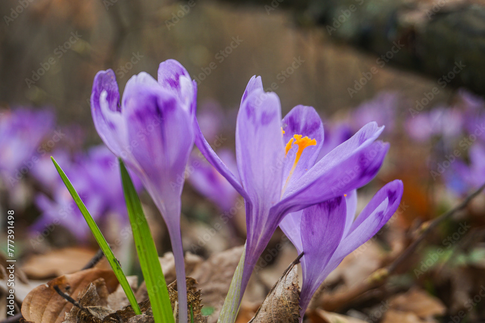 spring crocus flowers