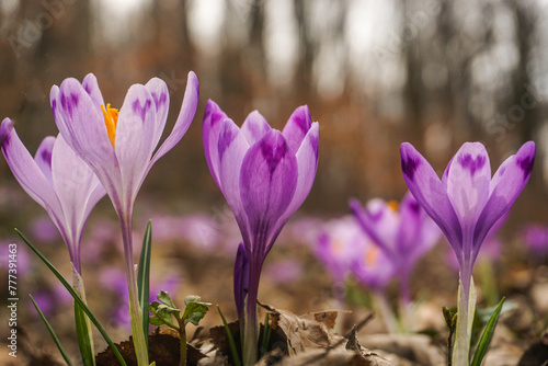Obraz na płótnie spring crocus flowers w salonie