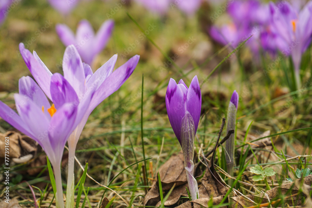 spring crocus flowers