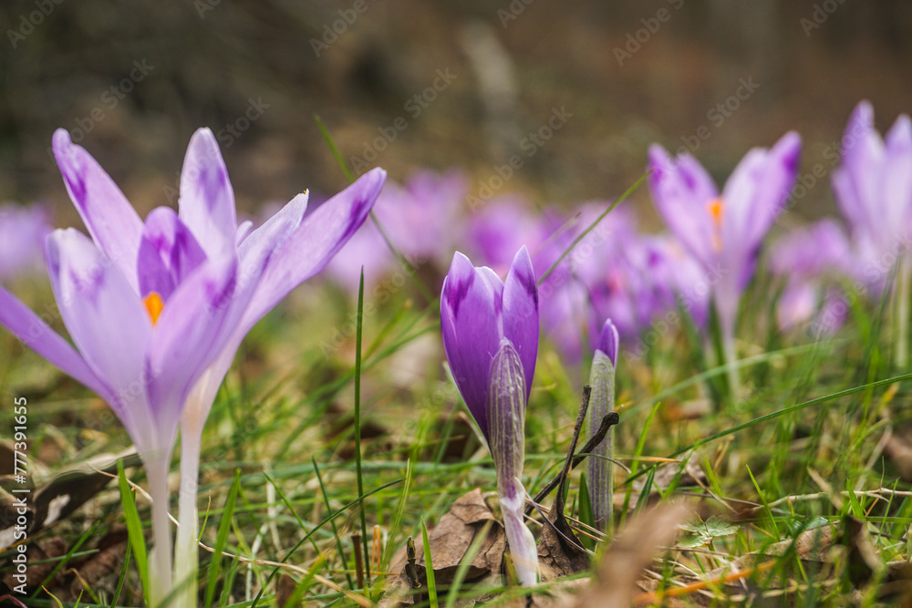 spring crocus flowers
